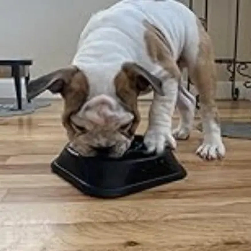 Large Dog Slow Feeder Bowl with Food-Safe Anti-Choke Puzzle Design