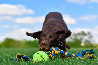 Mammoth Flossy Chews Color 3 Knot Tug W/Large Tennis Ball – Premium Cotton-Poly Tug Toy for Dogs – Interactive Dog Tug Toy – Rope Dog Toy with Tennis Ball for Large Dogs - 24”